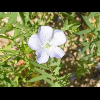 Lin - Linum Usitatissimum (fam Linacees) (12)